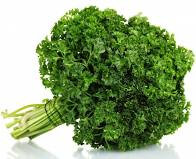 Plant de persil frisé