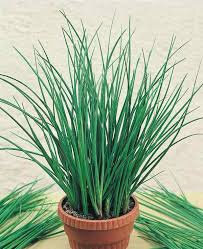 Plant de ciboulette