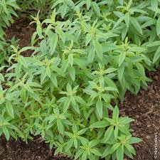 Plant de verveine citronnée