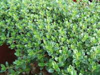 Plant de thym citronné