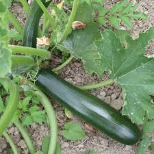 Plant de courgette verte