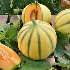 Plant de melon