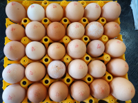 Oeufs frais pleins airs par 30