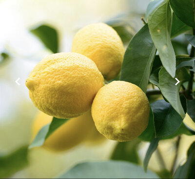 Citronnier en pot