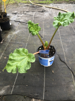 Rhubarbe