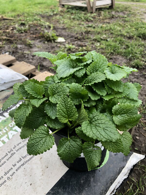 Mélisse citronnée
