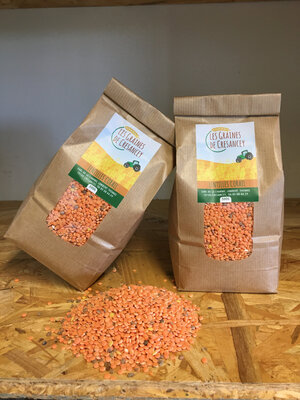 Lentilles corail