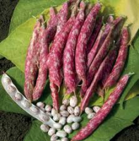 Haricot écossant ceuilli main