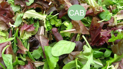 Mélange de salade, bio