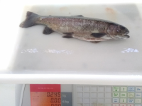 Truite arc-en-ciel  300gr vidée