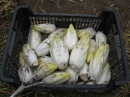 Endive de pleine terre