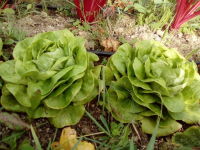 Lot de 2 petites salades