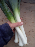 Poireaux en botte