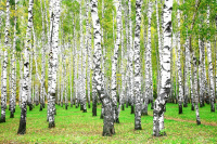 Sève de bouleau fraiche