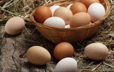 Oeufs frais