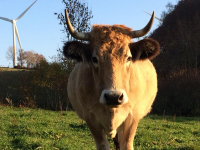 Box 'rouge carmin' (boeuf)