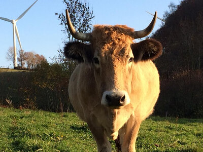 Box 'rouge carmin' (boeuf)