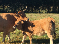 Escalope de veau aubrac