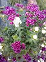 Oeillet des poètes plant