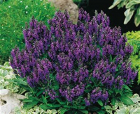 Sauge des forêts plant