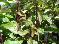 Menthe bergamote plant