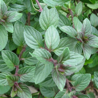 Menthe chocolat plant