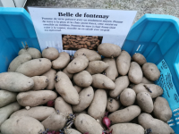 Plant de pdt belle de fontenay