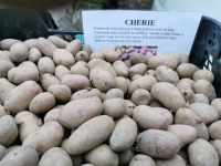 Plants de pdt cherie