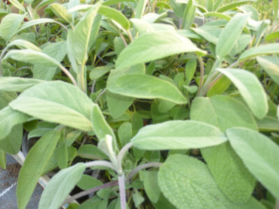 Aromatique sauge
