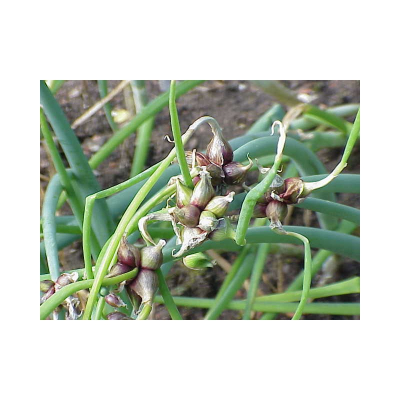 Oignon 'rocambole' ou perpétuel plant