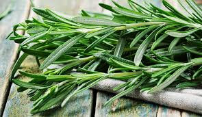Plant de romarin : aromatique
