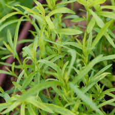 Plant d'estragon : aromatique