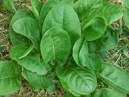 Plant d'oseille : aromatique
