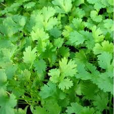 Plant de coriandre : aromatique