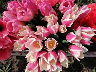 Bouquet de tulipe