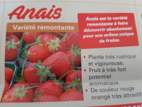 Plants de fraisiers anais par 10