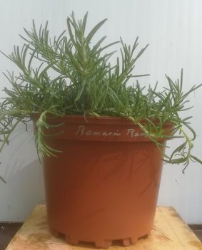 Romarin rampant en pot de 17 cm