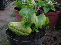 Christophine - chayotte