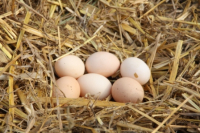 Oeufs  biologiques