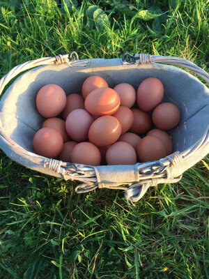 Oeufs