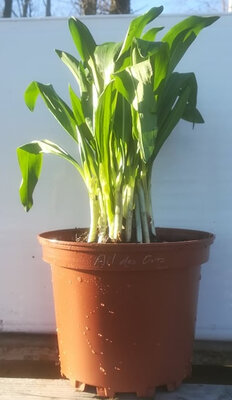 Ail des ours en pot de 17 cm
