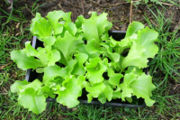 Plant salade batavia blonde