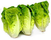 Plant salade sucrine