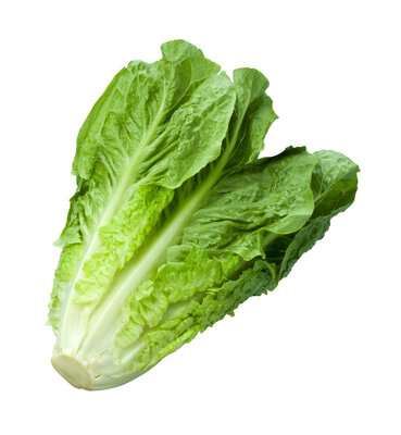 Plants salade romaine