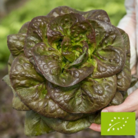 Plant salade rougette