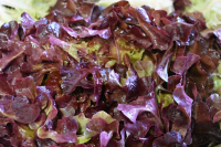 Plant salade chene brune