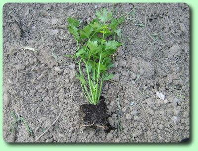 Plant celeri branche