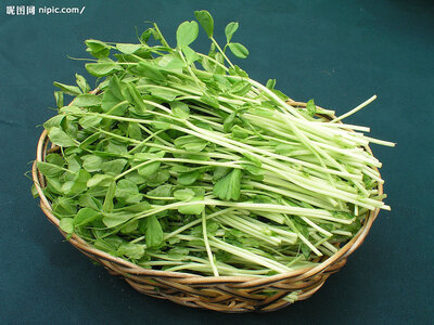 Jeunes pousses de petits pois bio