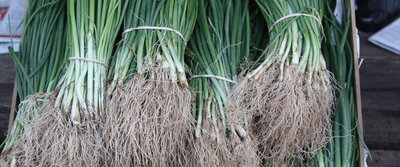 Plant oignon lezignan