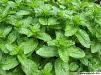 Bouquet de menthe fraîche